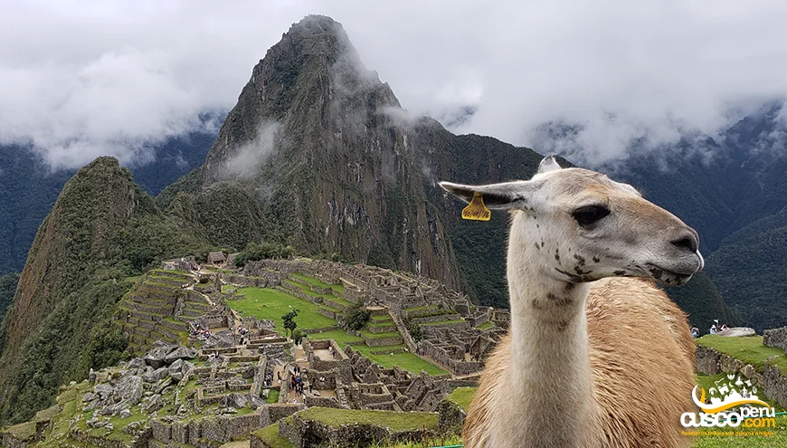 Lhama em Machu Picchu. Fonte: CuscoPeru.Com