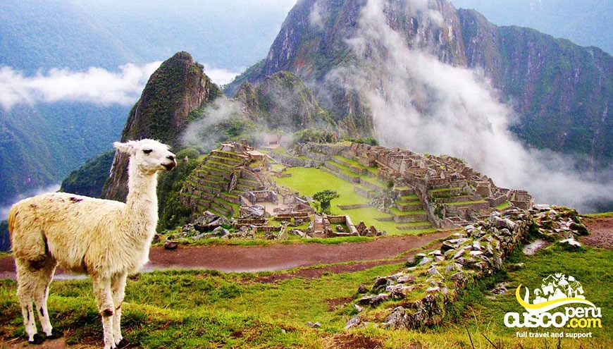 Llama em Machu Picchu. Fonte: CuscoPeru.com