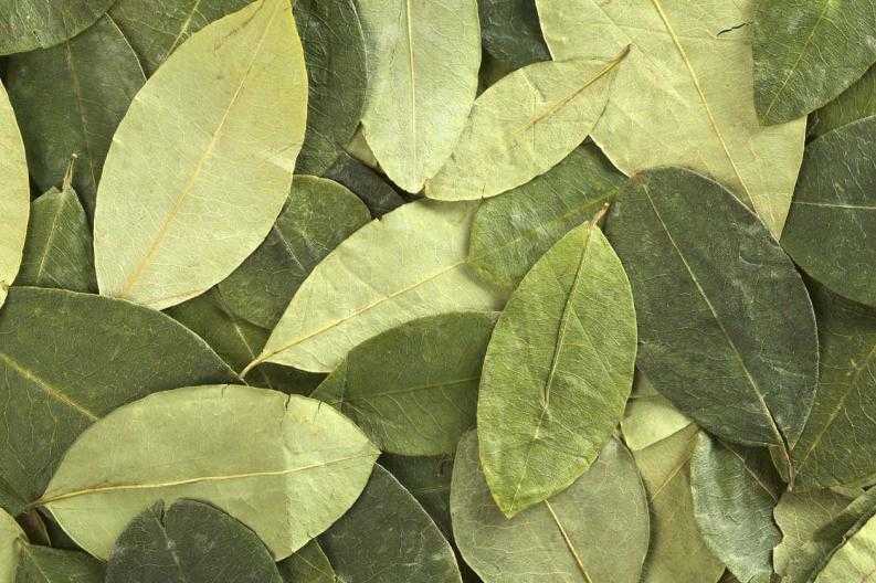Medicinal plants, coca leaf. Source: CuscoPeru.com