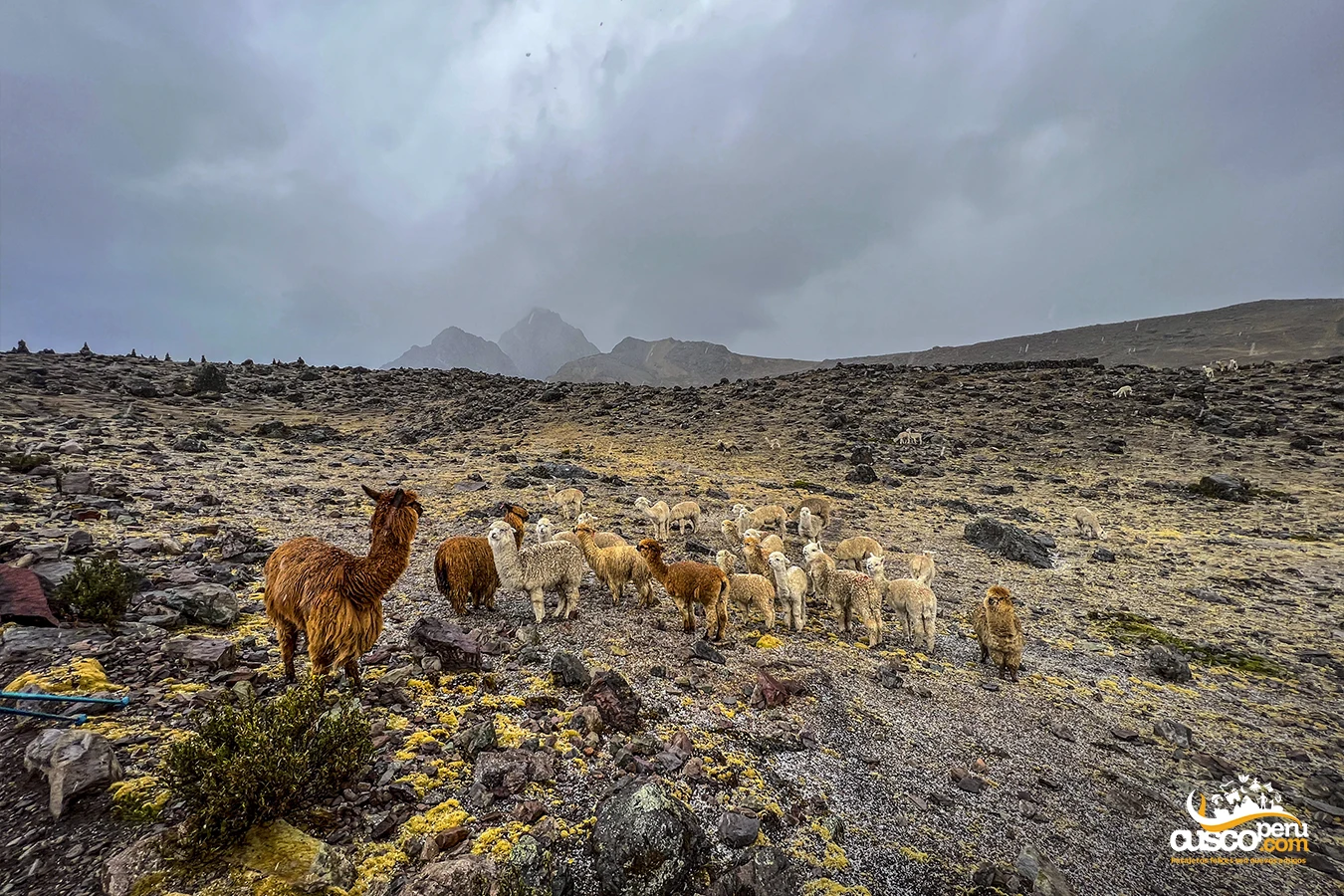 Alpacas na montanha Ausanagate