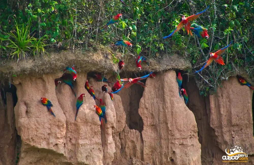 Macaw Clay Lick in Tambopata