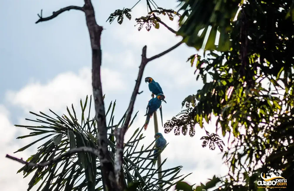 Macaws in Tambopata