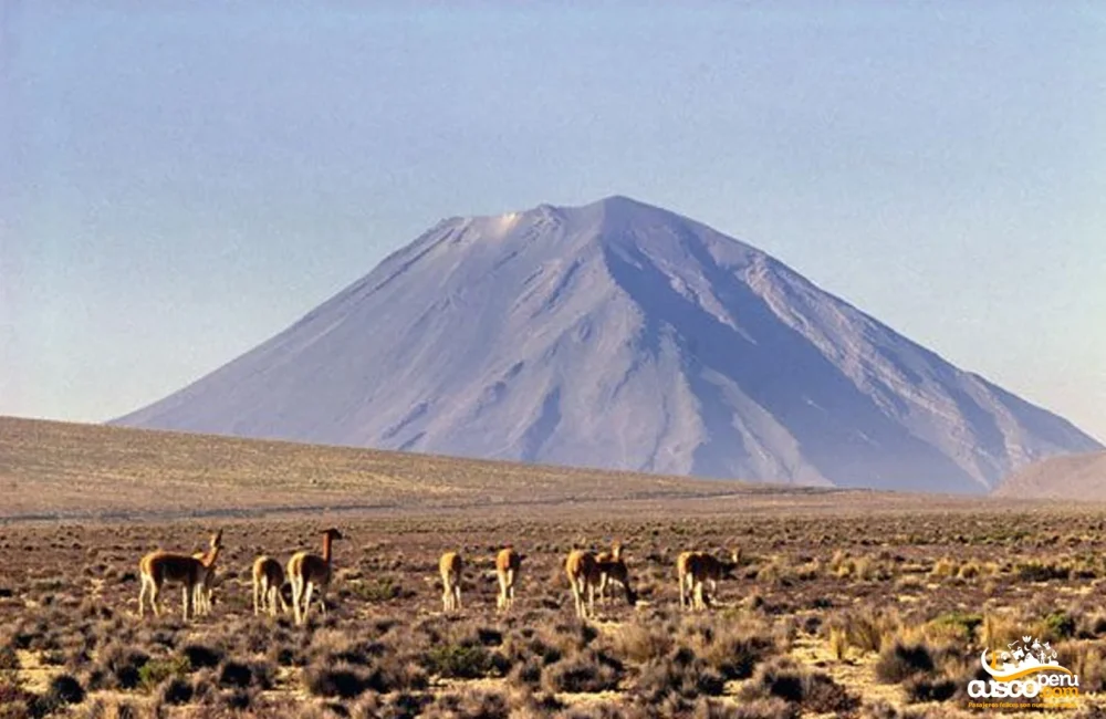 National Reserve of Vicuñas at Pampa Cañahuas Arequipa