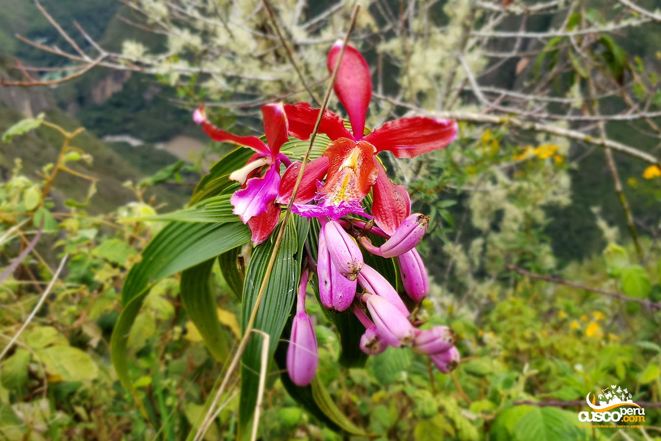 Orchids are also species endangered of extinction. Source: CuscoPeru.com